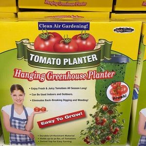 Nurseyseeding- Tomato tomatoe